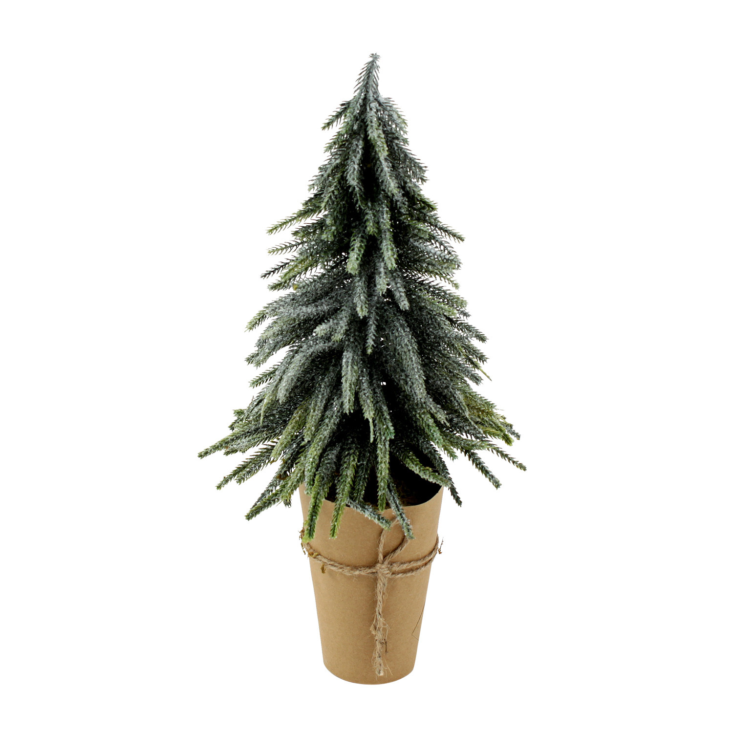 Zuckerhutfichte – Bild 3